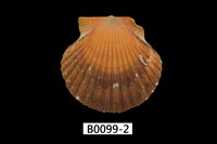 藏品(核海扇蛤)的圖片